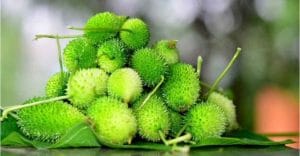 ডায়াবেটিস নিয়ন্ত্রণ করবে কাঁকরোল